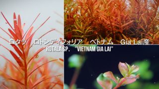 Thumbnail of post image 134